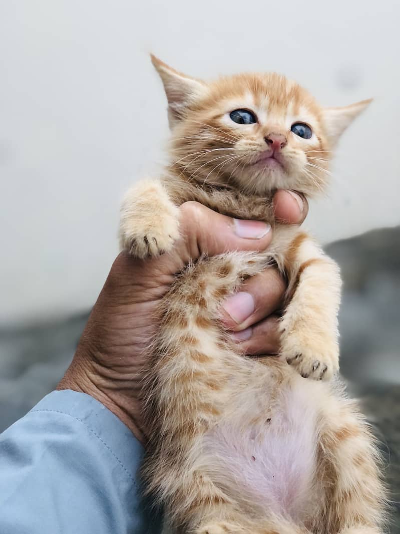 Kitten 2