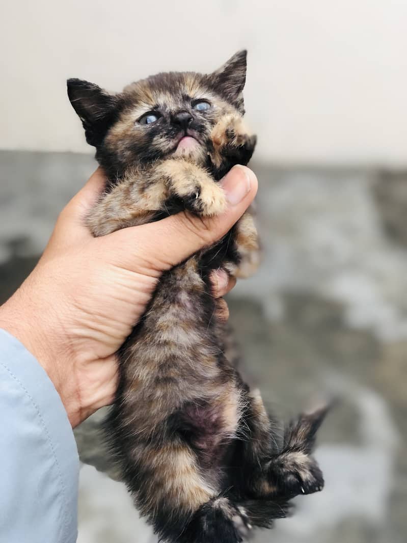 Kitten 3