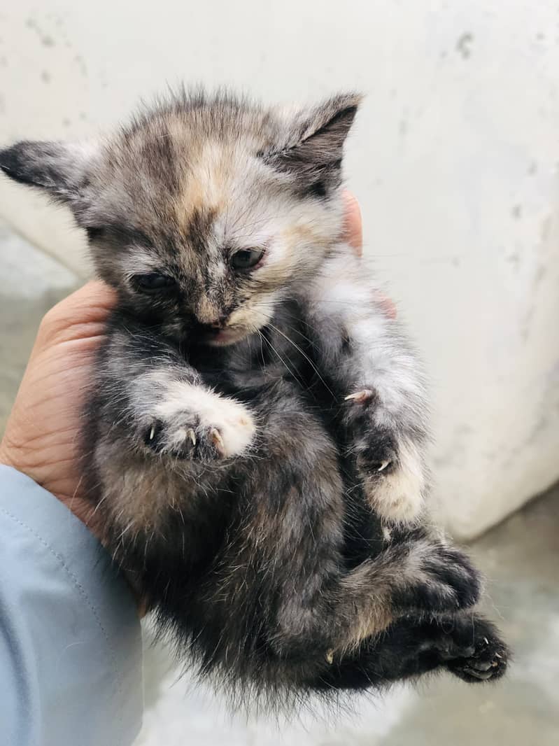 Kitten 4