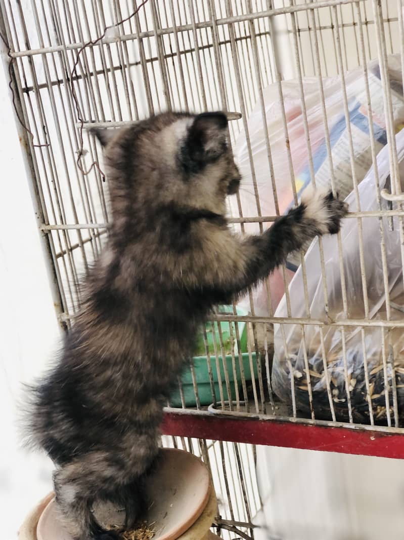 Kitten 5