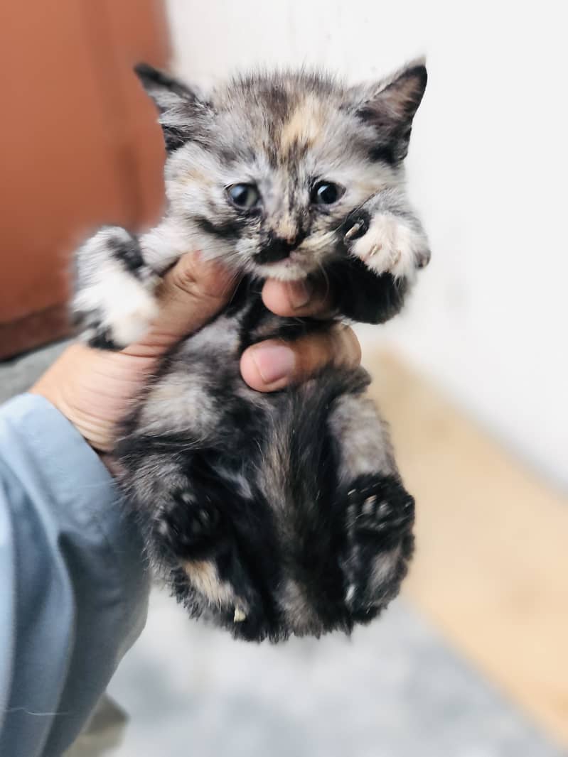 Kitten 6