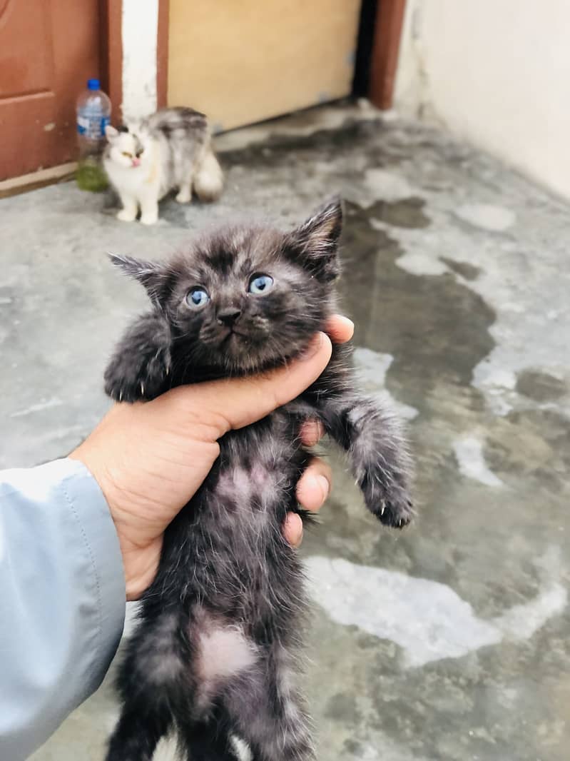 Kitten 7