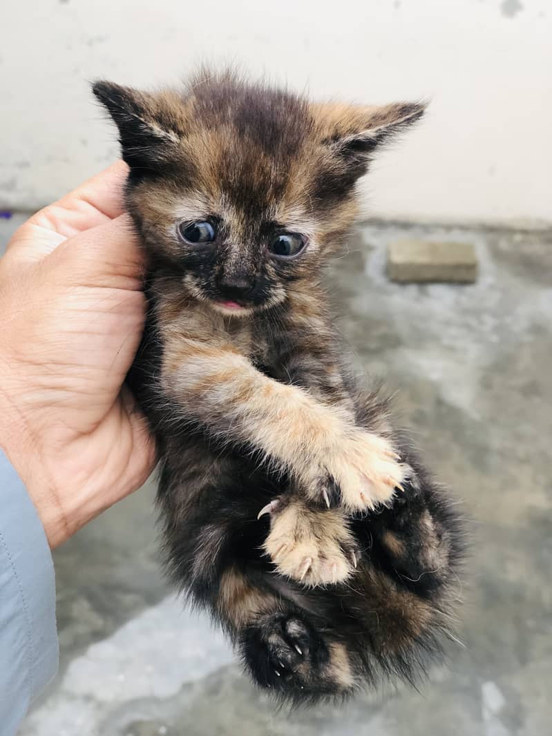Kitten 8