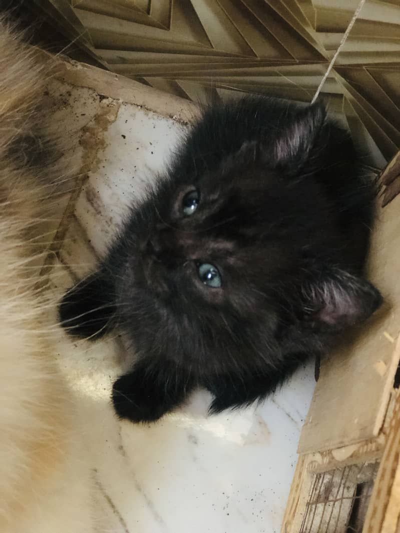 Kitten 9