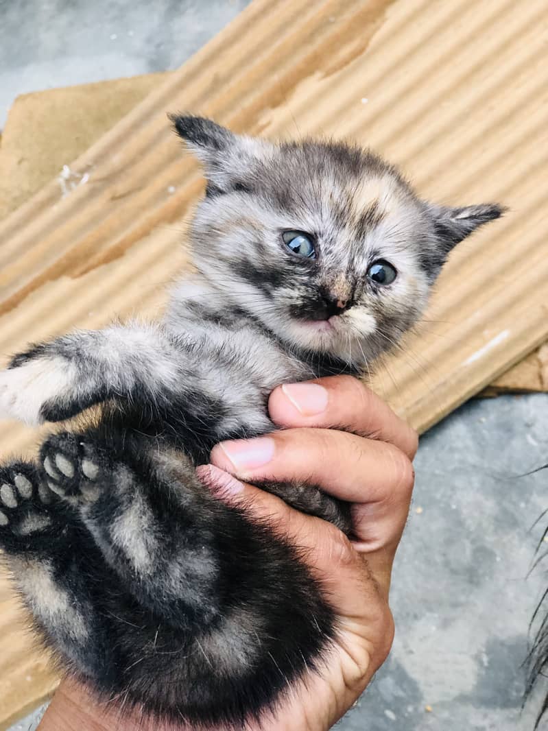 Kitten 10