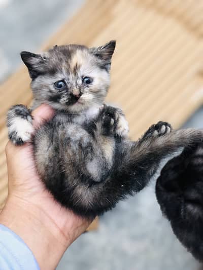 Kitten