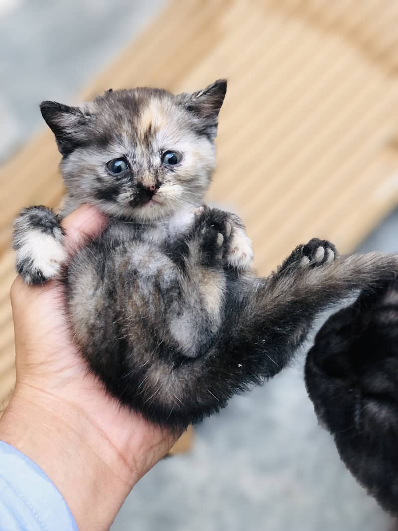 Kitten 11