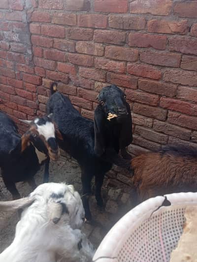 qurbani waly bakry for sale03002184974 number dail na ho tu what's up