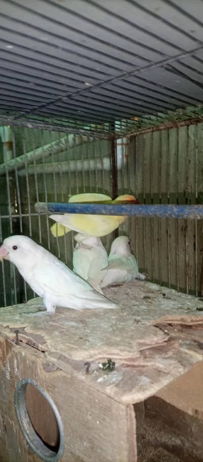 love bird setup adult aur  breeder pair