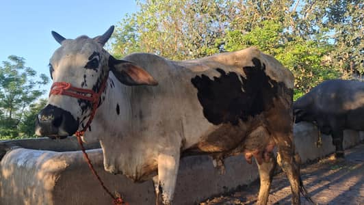 Second timer cow 03216142708 call