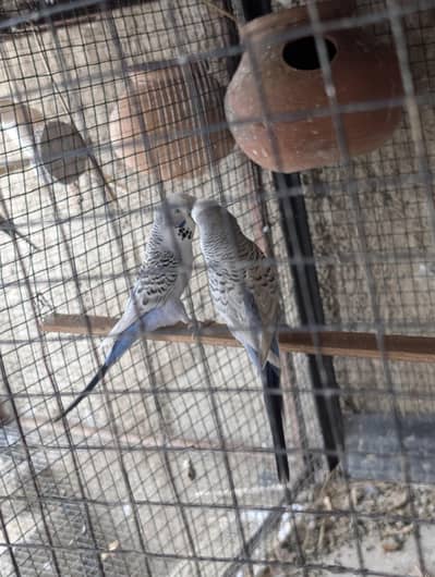 Exhibition breeder pair