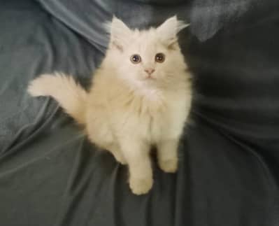 Beautiful Persian Kitten