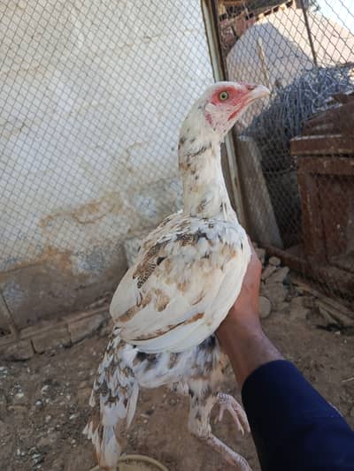 Aseel cheni murgi. . . ph 03410011102