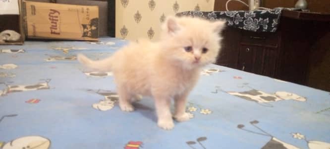 percian kitten