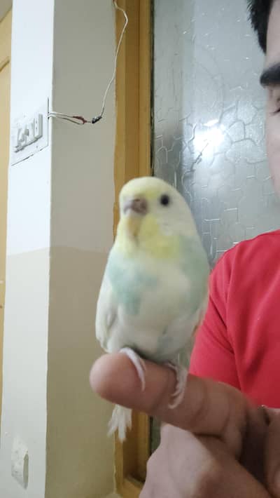 Budgie Family For Sale With Cage.