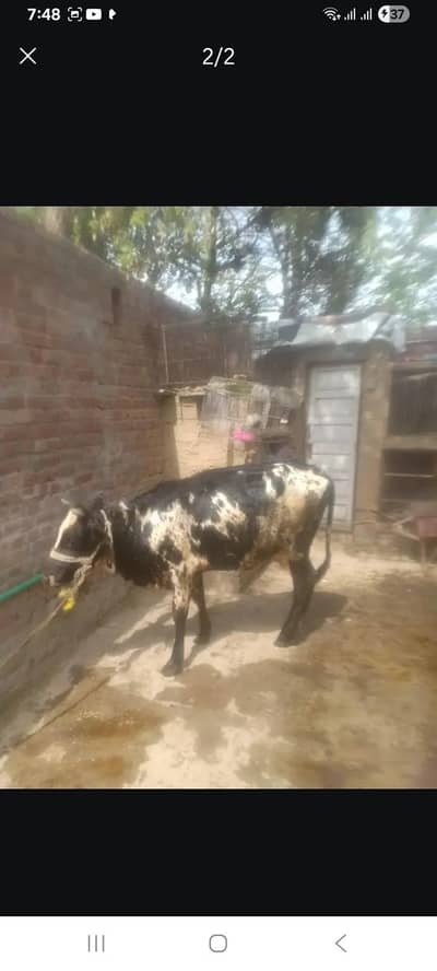 cow cross freezen only for 325000