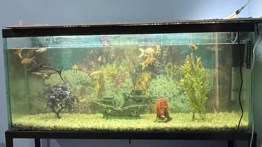 Aquarium for sale