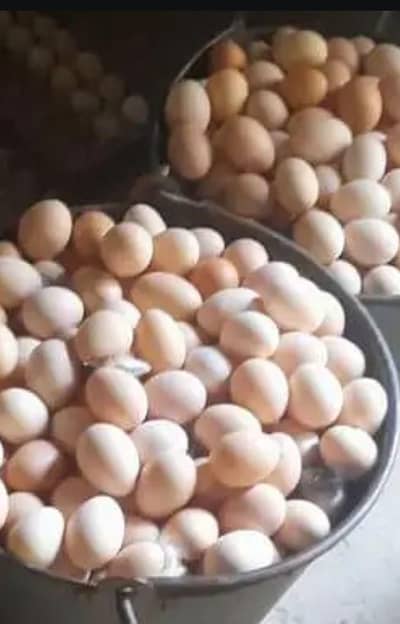 Desi eggs pure