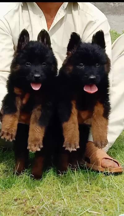 German Shepherd double coat pair 2 month for sale