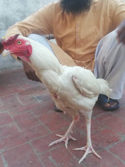 white Heera Aseel Murga | Aseel white murgha for sale