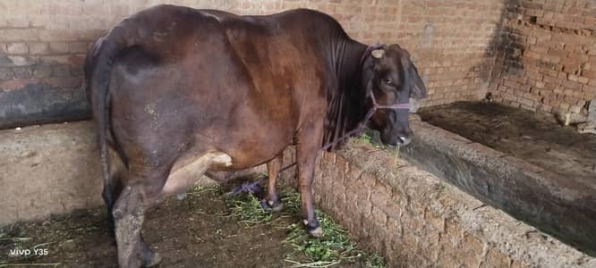 cholistani saiwaal cross cow