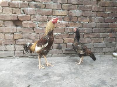 aseel jora for sale 12 k