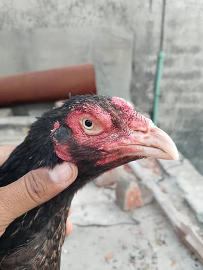 Quality Aseel Females Read add