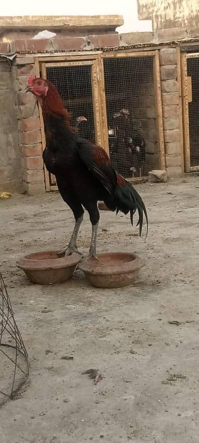 Thai chick  03227671916