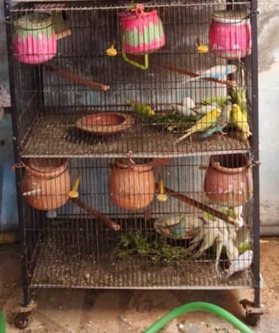 Australian parrots (budgies) are available for sale