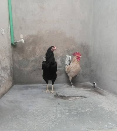 Rooster & Hen