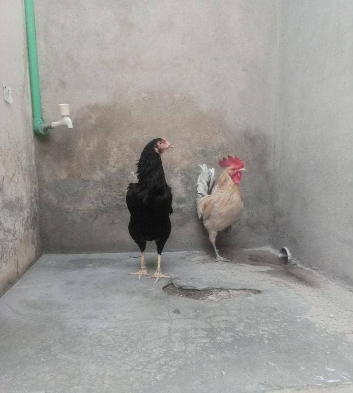 Rooster & Hen 0
