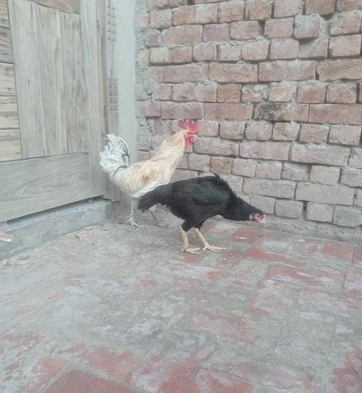 Rooster & Hen 1