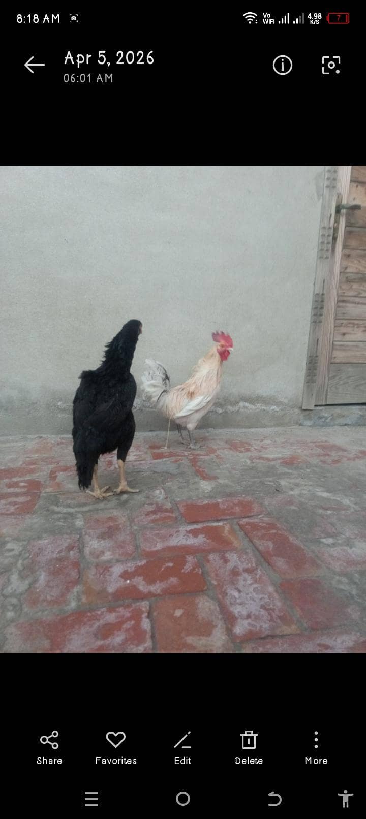 Rooster & Hen 2