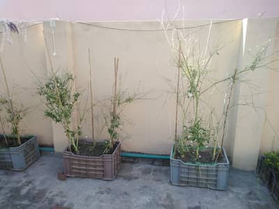 Mungra and Singra Plants