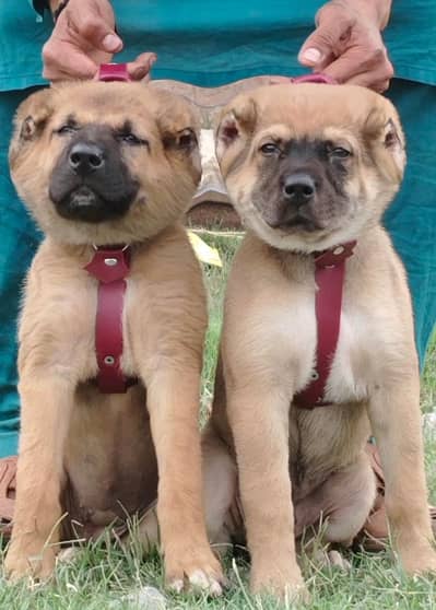 king Kurdish kangal puppies security Dog available for sale