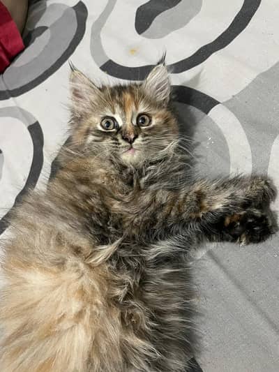 CASH ON DELIVERY kittens punch face triple coated