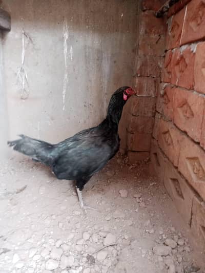 aseel male female for sale 03254740462 is pay what app number ha