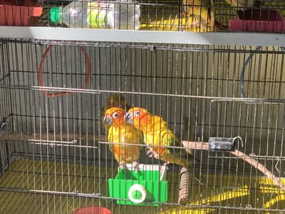 Sunconure hand tamed and Conure