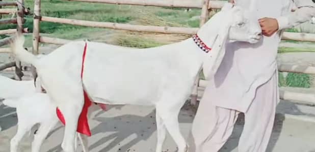 Rajanpuri Bakri Our 2 Bacchon ka sath for sale. +03228068308