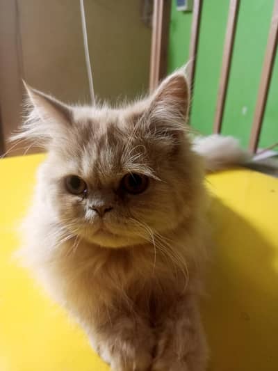 punch face male cat  vaccinated with Robin cage 4×4 feet