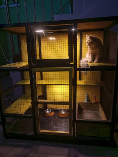 punch face male cat  vaccinated with Robin cage 4×4 feet