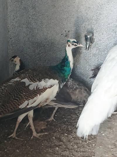 1 pair whit and 1 blue  pied pair for sell