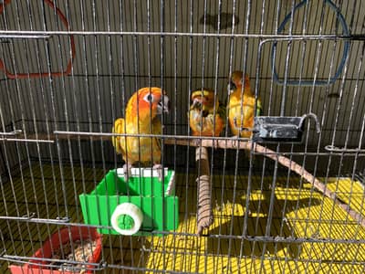 Sunconure hand tamed and Conure