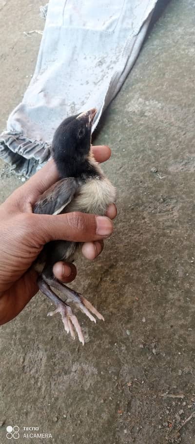 asell chick  mianwali or jawa coros