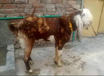 Bakra for sale