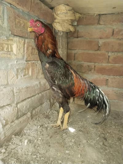 Aseel murga or murge  pair  ha shat ma 2 dasi murgiya ha