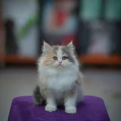 CASH ON DELIVERY [TRIPLE COATED PUNCH FACE ] SMOKEY GREY KITTENS