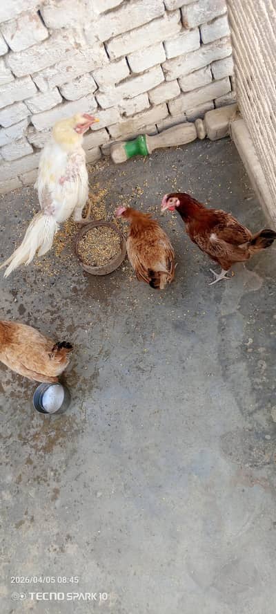 1 white aseel or Sath 3 murgiyan