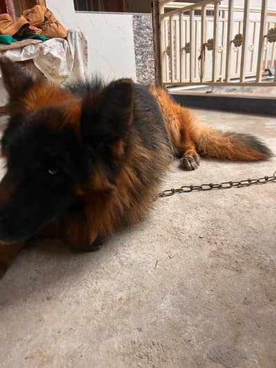 very good long coat show line male