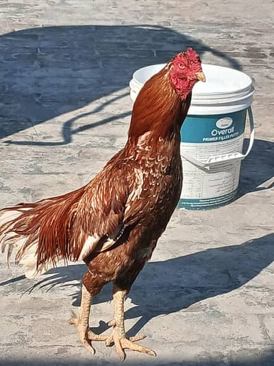 Pure Mianwali male for sale ha